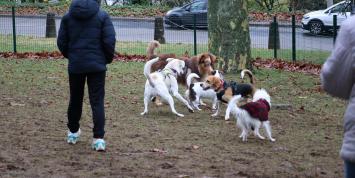 Photo de chiens à l'aire d'ébats canins