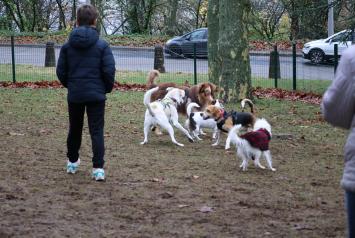 Photo de chiens à l'aire d'ébats canins
